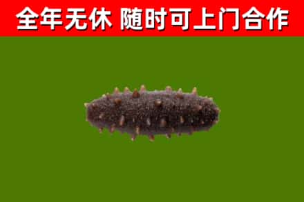 昌江区回收海参干